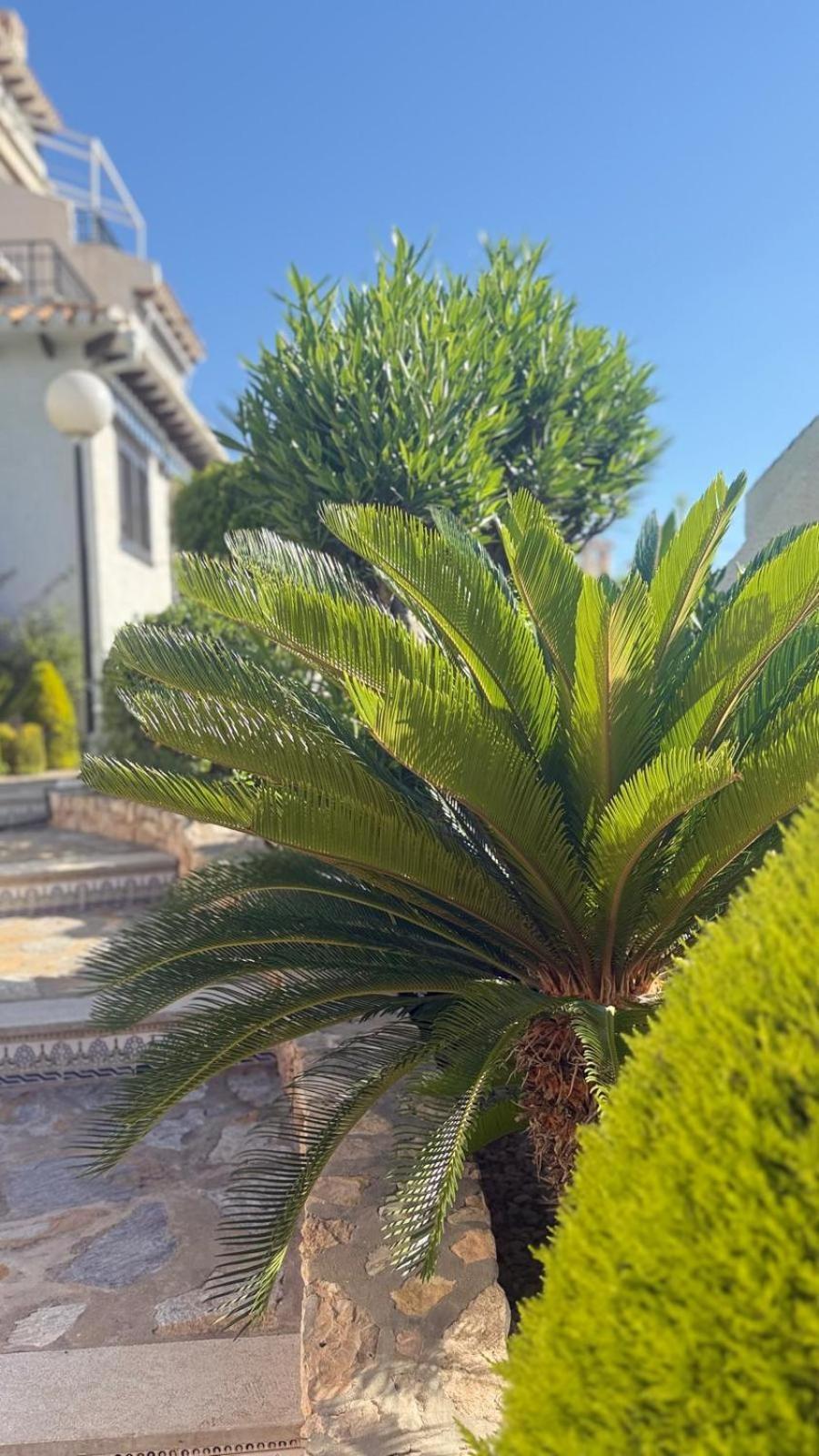 Lobo En Cabo Apartment, Cabo Roig , Orihuela Costa المظهر الخارجي الصورة